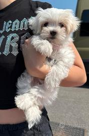 Cucciolo Maltese