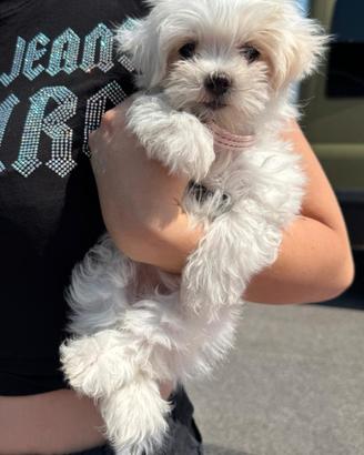 Cucciolo Maltese
