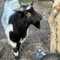 Capretto nano Ornamentale