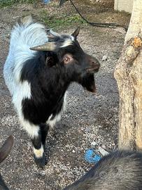 Capretto nano Ornamentale