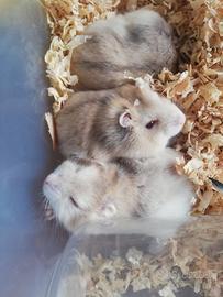 Criceti russi - razza argente