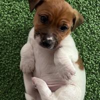 Jack Russell terrier