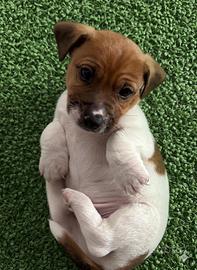 Jack Russell terrier