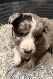 Cane cucciolo blu merle border collie