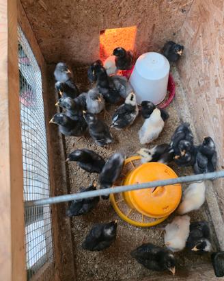 Pulcini di gallina Amrock