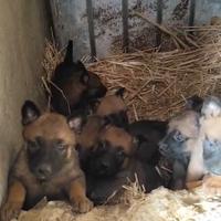 Cuccioli di pastore malinois