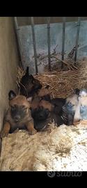 Cuccioli di pastore malinois