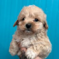 Maltipoo cuccioli