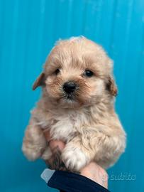 Maltipoo cuccioli