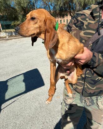 Cucciolo di segugio