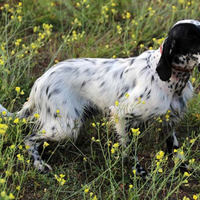 Setter Inglese.bene iniziato