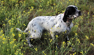 Setter Inglese.bene iniziato