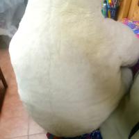 Peluches orso bianco grande.