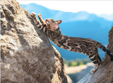 Maschio di gatto del Bengala