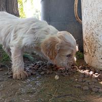 Cuccioli Breton/Lagotto