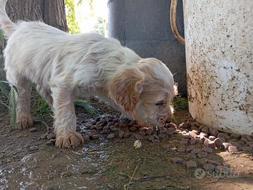 Cuccioli Breton/Lagotto