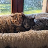 Gatti europei dolcissimi