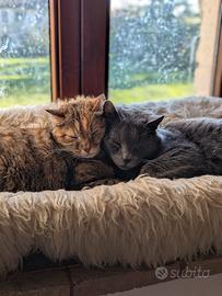 Gatti europei dolcissimi