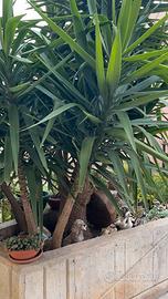 pianta Yucca