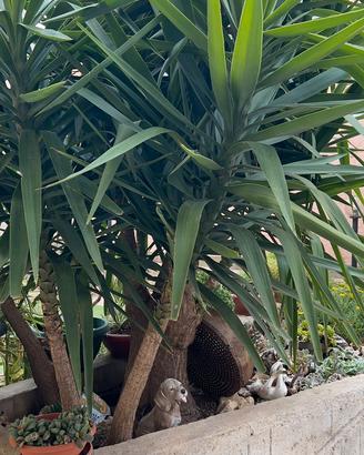 pianta Yucca