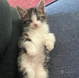 Gattini metà siberiani 60 gg