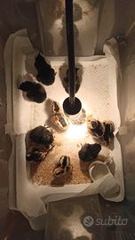 Pulcini olive Egger e araucana