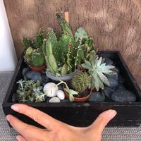 Cactus in vaso e composizioni