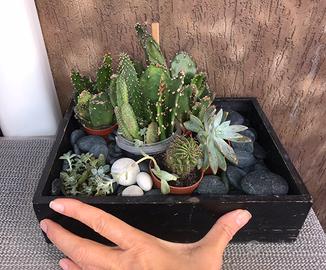 Cactus in vaso e composizioni