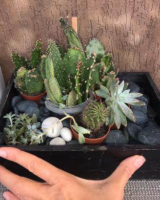 Cactus in vaso e composizioni