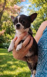 Chihuahua per monta accoppiamento BLU con pedigree