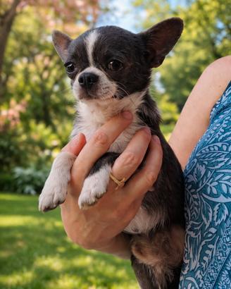 Chihuahua per monta accoppiamento BLU con pedigree