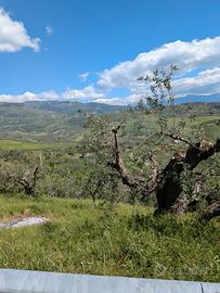 Terreno Agricolo con Uliveto+Casetta uso Magazzino