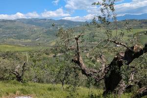 Terreno Agricolo con Uliveto+Casetta uso Magazzino