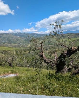 Terreno Agricolo con Uliveto+Casetta uso Magazzino