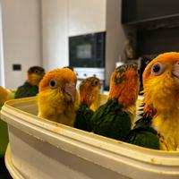 Pappagalli Caicco testa Gialla e Ara Ararauna