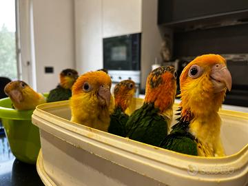 Pappagalli Caicco testa Gialla e Ara Ararauna