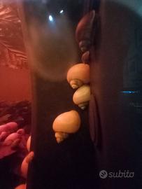 Chiocciole Ampullaria - Gold, Jade, Blu - 3 cm