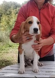 Beagle tricolore 6 mesi 