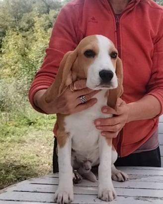 Beagle tricolore 6 mesi 