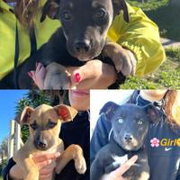 Cuccioli futuri taglia grande