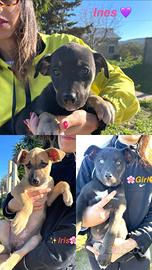 Cuccioli futuri taglia grande