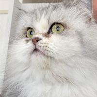 Persiana per accoppiamento