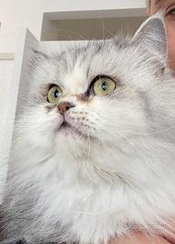 Persiana per accoppiamento