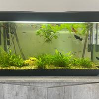 Acquario con 50 pesci +  mobile e filtro
