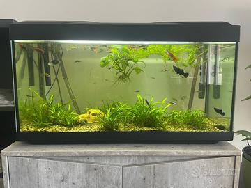 Acquario con 50 pesci +  mobile e filtro