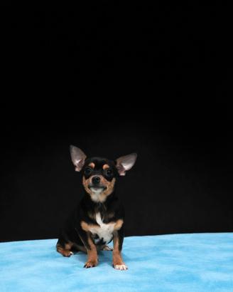 Cucciolo di chihuahua