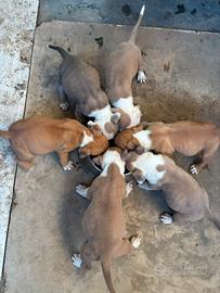 Cucciolo AMERICAN STAFFORDSHIRE TERRIER