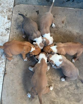 Cucciolo AMERICAN STAFFORDSHIRE TERRIER
