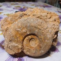 Fossile ammonite