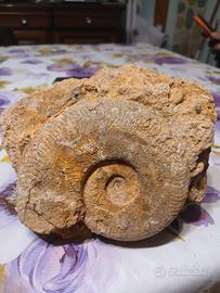 Fossile ammonite